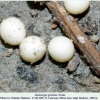 melanargia galathea elbrus ovum1